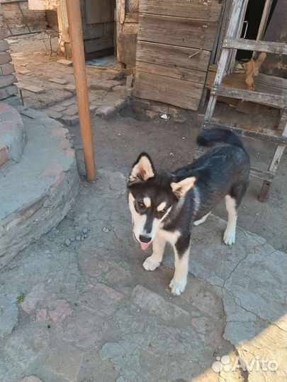 Сибирский хаски