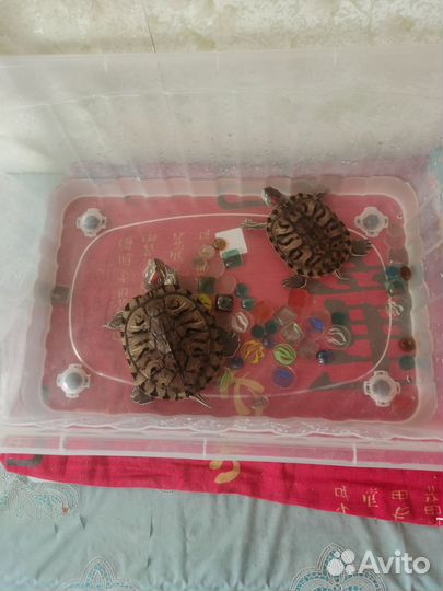 Продам черепах