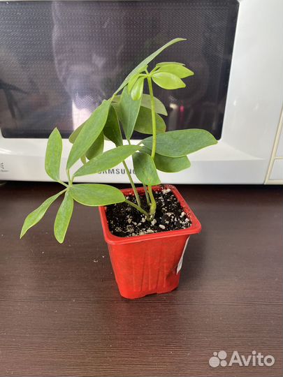 Комнатные растения