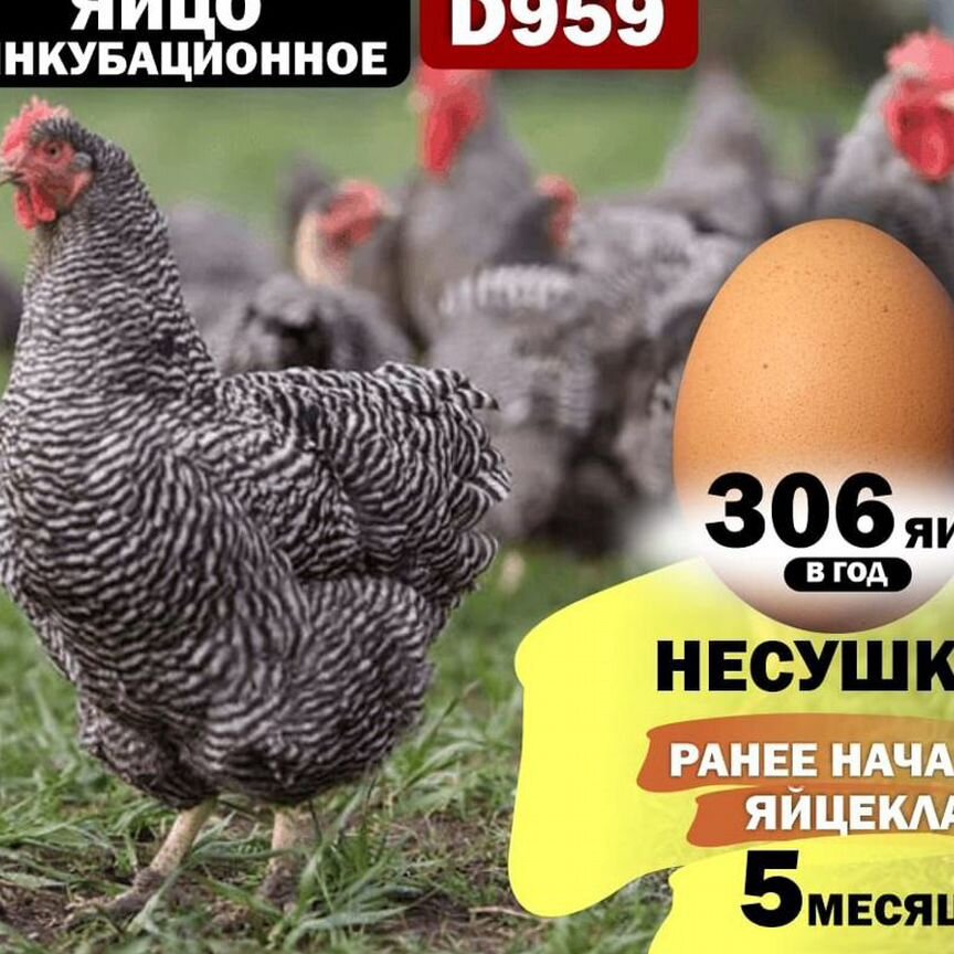 Инкубационное яйцо доминант D959