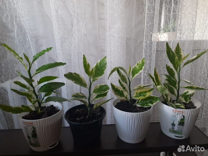 Педилантус