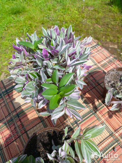 Традесканция толстянка