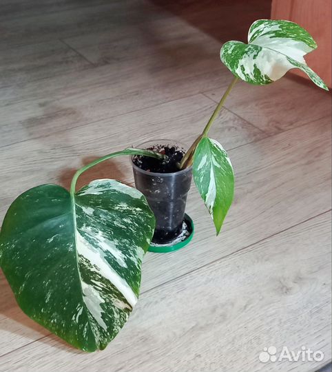 Монстера альба