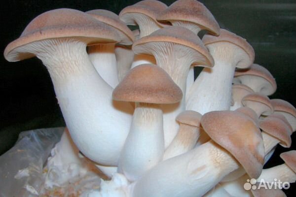 Семена, Мицелий Вешенки королевской, семена грибов