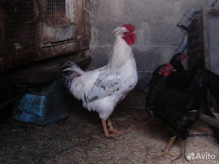 Петухи