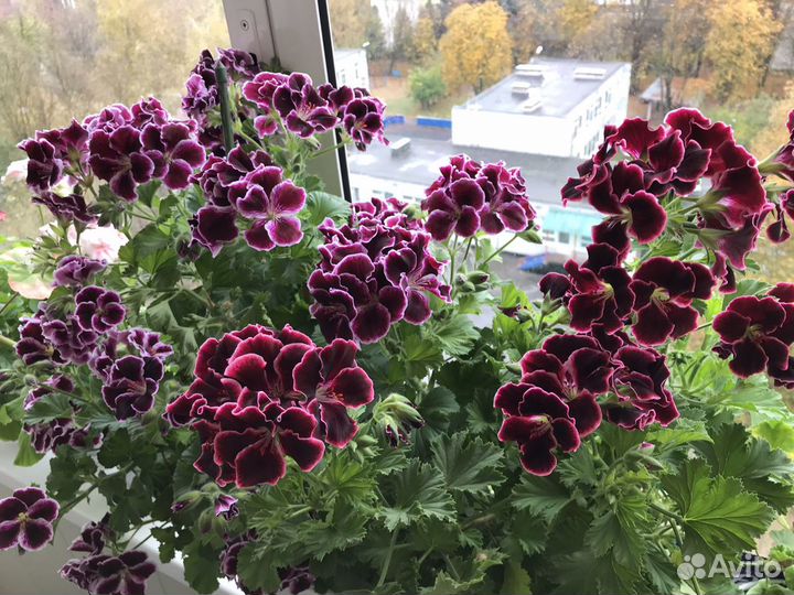 Герань Пеларгония Королевская