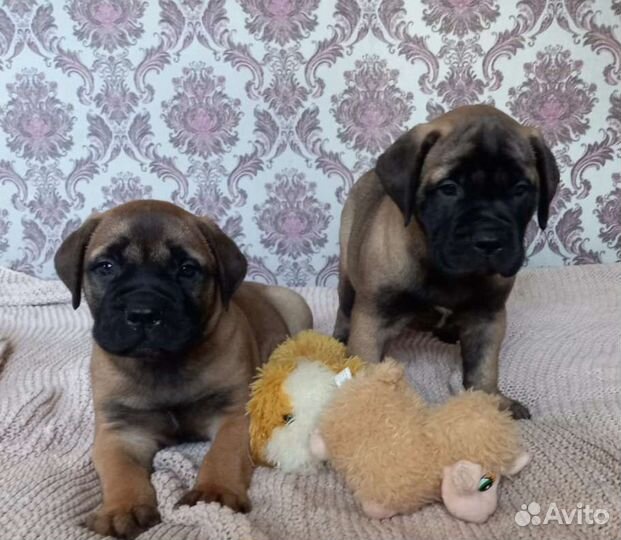 Бульмастиф