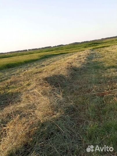 Сено в тюках 2023 года