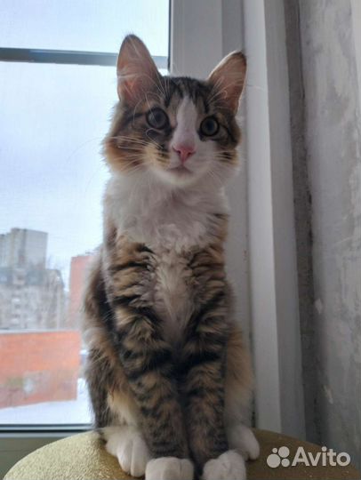 Кот в добрые руки бесплатно