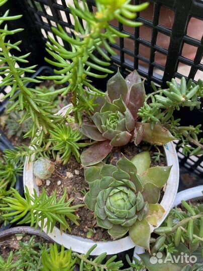 Молодила, очитки уличные суккуленты