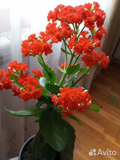 Каланхоэ цветущий красный