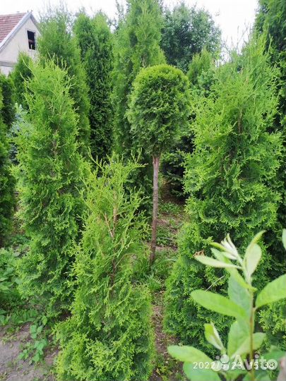 Туя западная Смарагд, крупномер