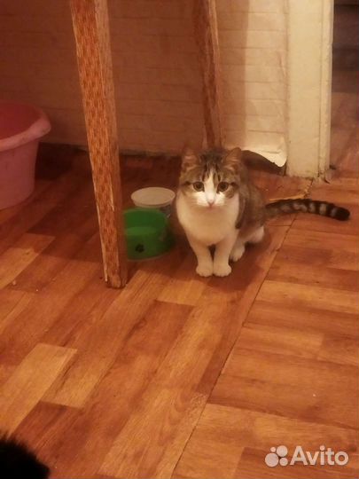 Кошка 1год