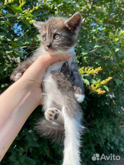 Кошки в добрые руки