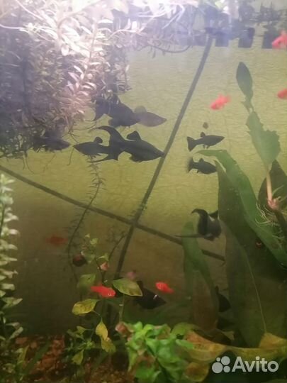 Аквариумные рыбки