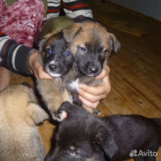 Щенки метисы кавказца в добрые руки