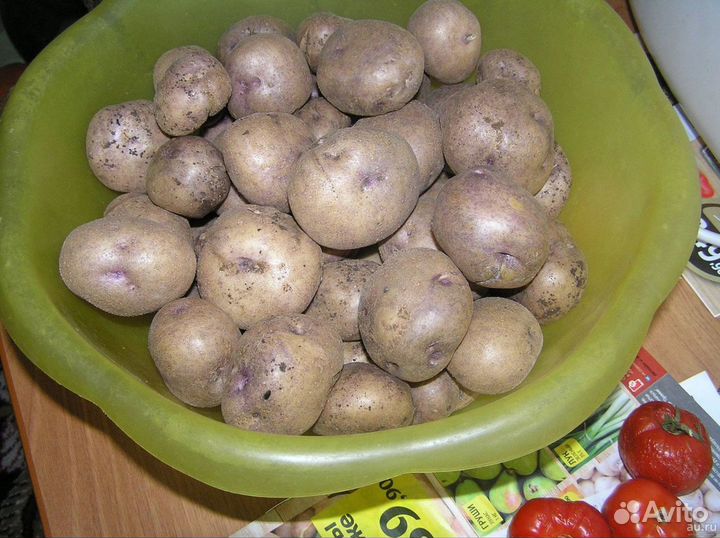 Семенной картофель синеглазка