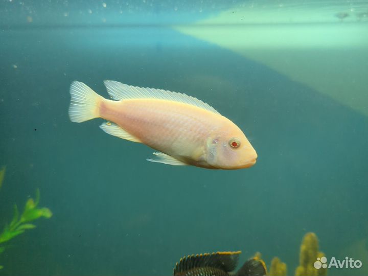 Аквариумные рыбки