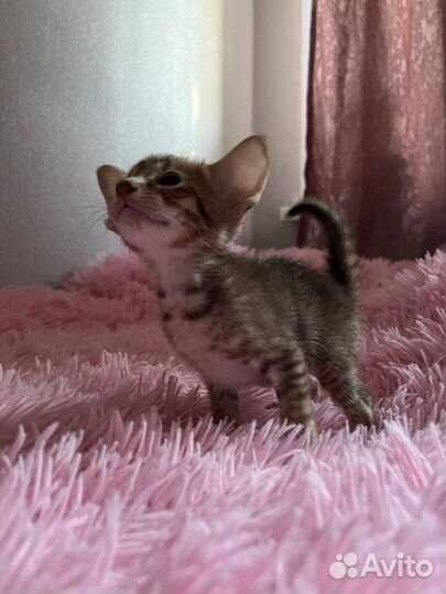 Орентальный котенок