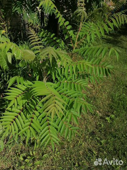 Сумах саженцы