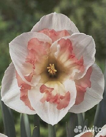 Нарцисс Пинк Вандер 1 уп.(2 шт.) фракция 12/14