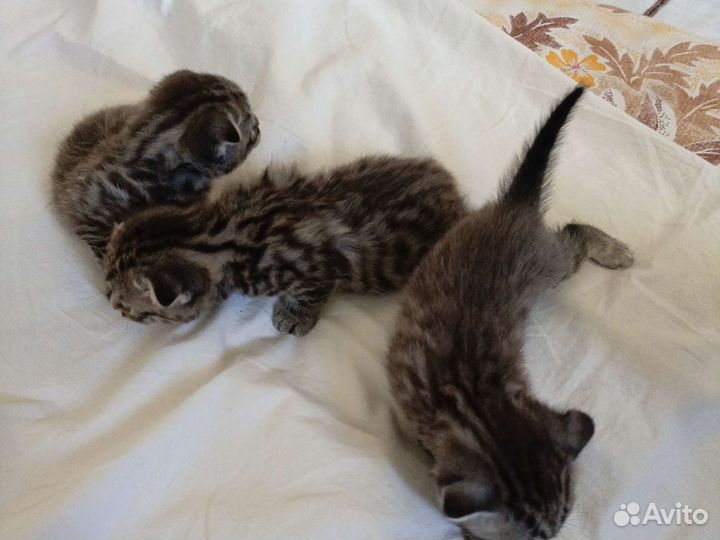 Котята шотландцы вислоухие