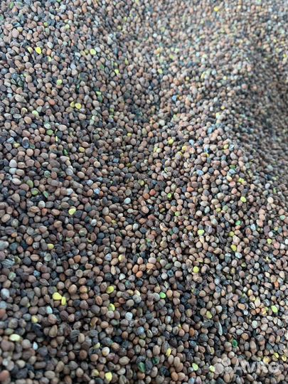 Редька масличная