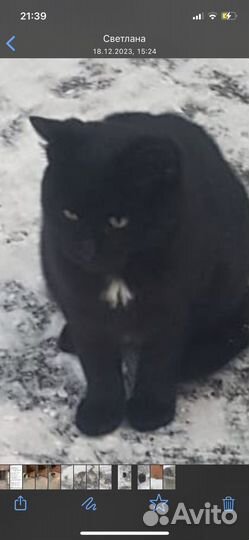 Кошка в дар