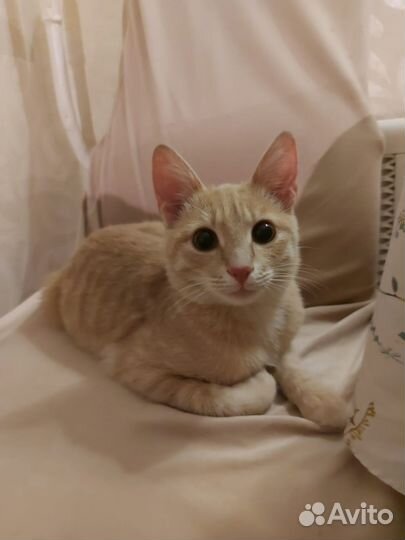 Рыжий котенок