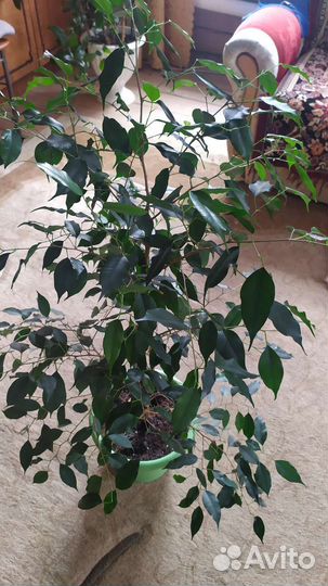 Фикус большой