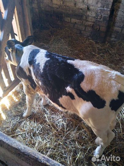 Продам телят
