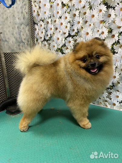 Стрижка любых животных,обучение груммингу