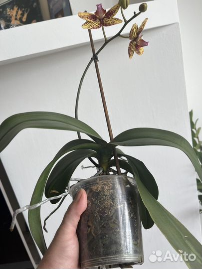 Орхидея фаленопсис