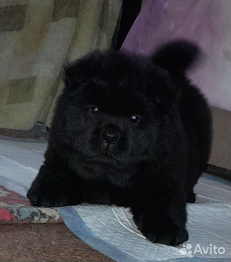 Чау-девчонка