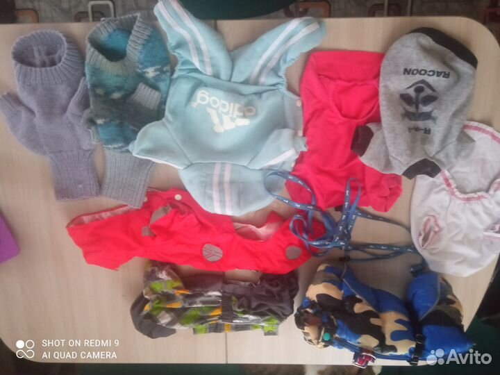 Вещи на мини Йорка мальчика