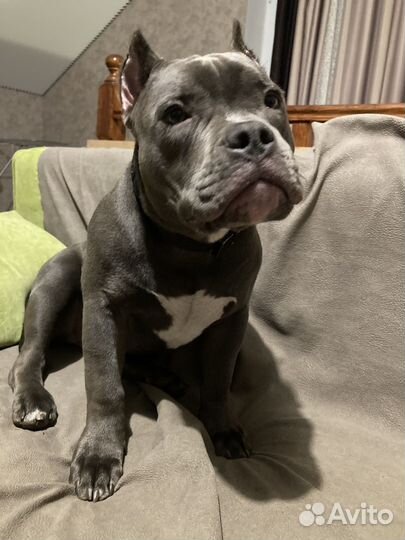 Амбулли Американский булли покет вязка