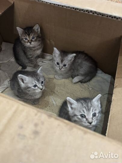 Котята в добрые руки