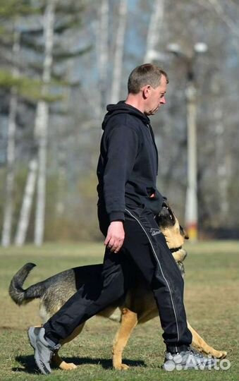 Дрессировка собак кинолог