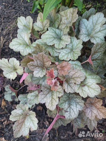 Продаю хосты ирисы лилейники гейхеры