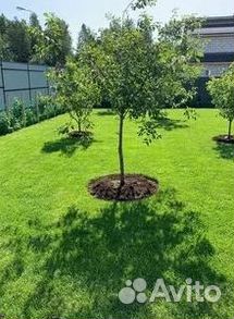 Укладка газона