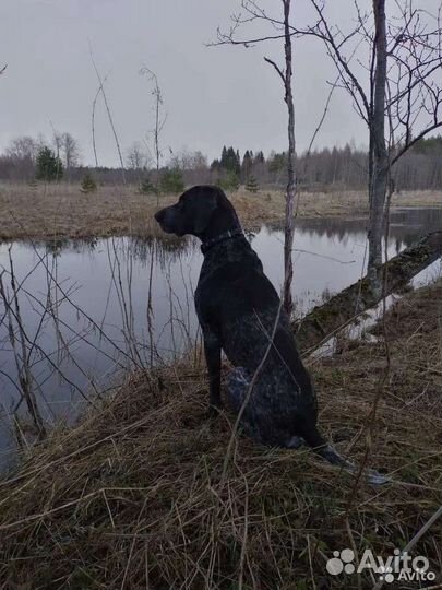 Курцхаар вязка