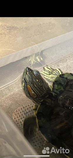 Красноухая черепаха