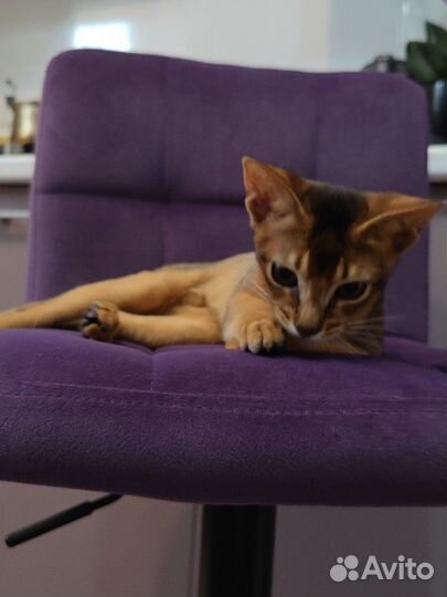 Кот вашей мечты