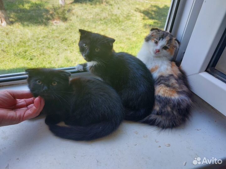 Шотландская вислоухая