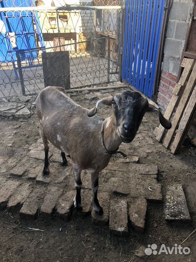 Коза нубийская