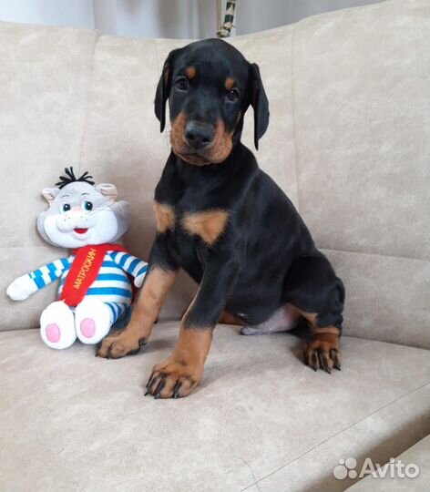 Доберман щенки элитных родителей