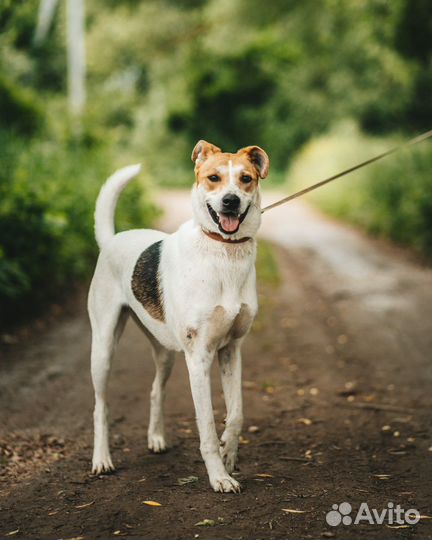 Собака с ангелом на мордочке в дар