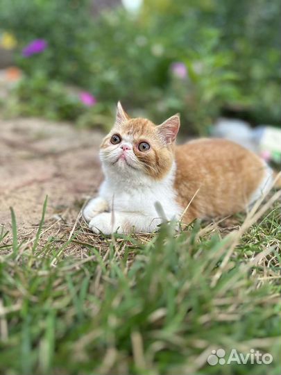 Экстремального типа