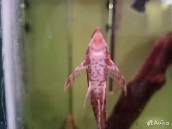 Стурисома панамская