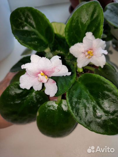 Фиалка цветущая